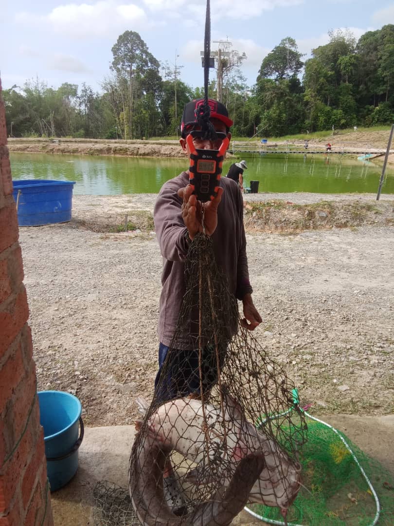Bintulu fishing park, kolam pancing di Bintulu, Sarawak (gambar 3)