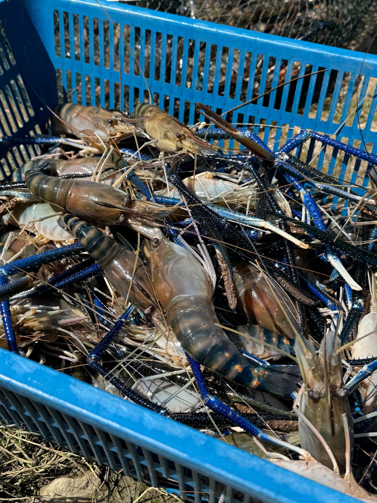 Jeff Prawn Fishing Center Miri, kolam pancing di Miri, Sarawak (gambar 2)