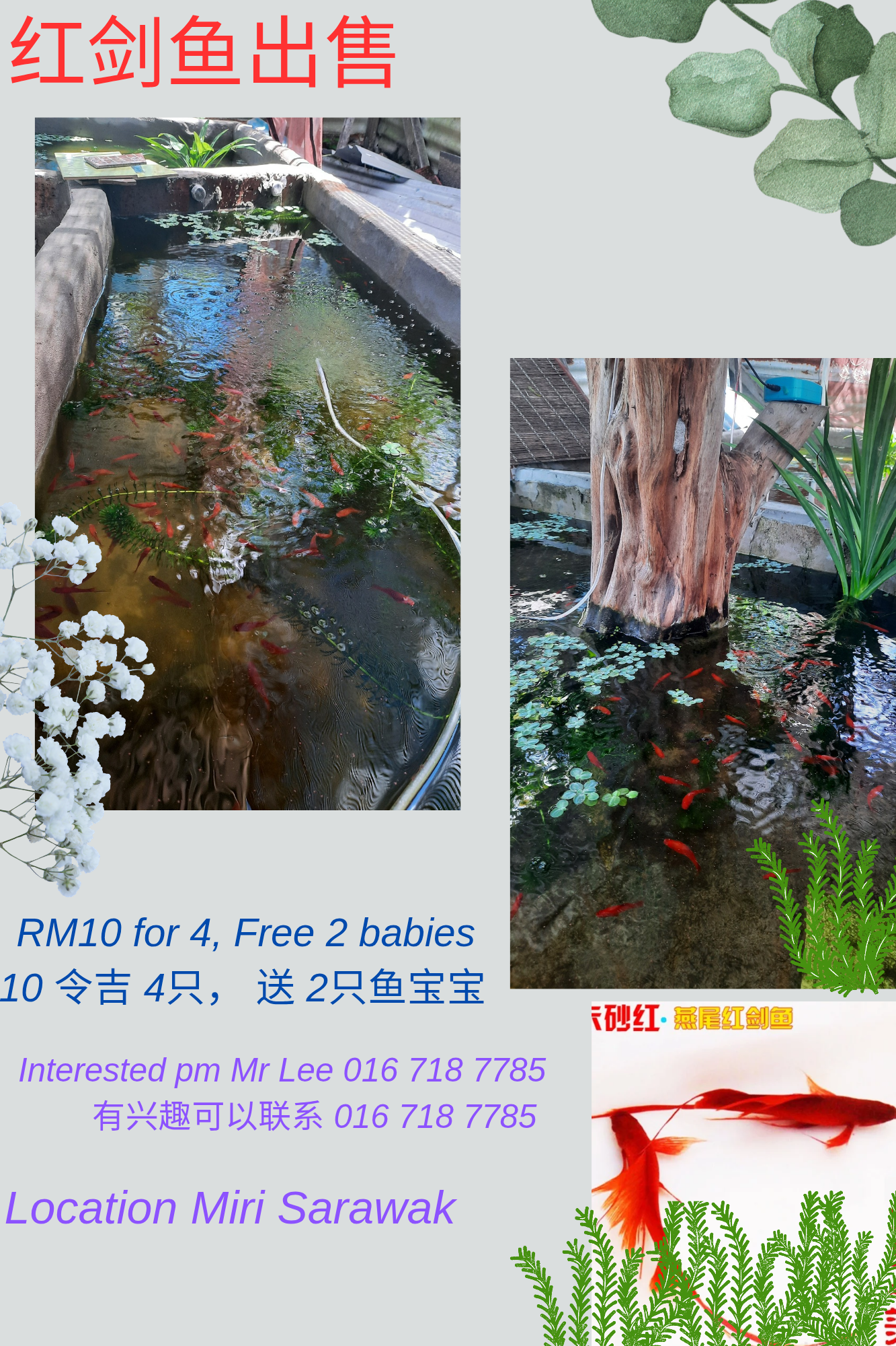 Kolam pancing 美里小鱼塘 (Miri Small Fish Pond)