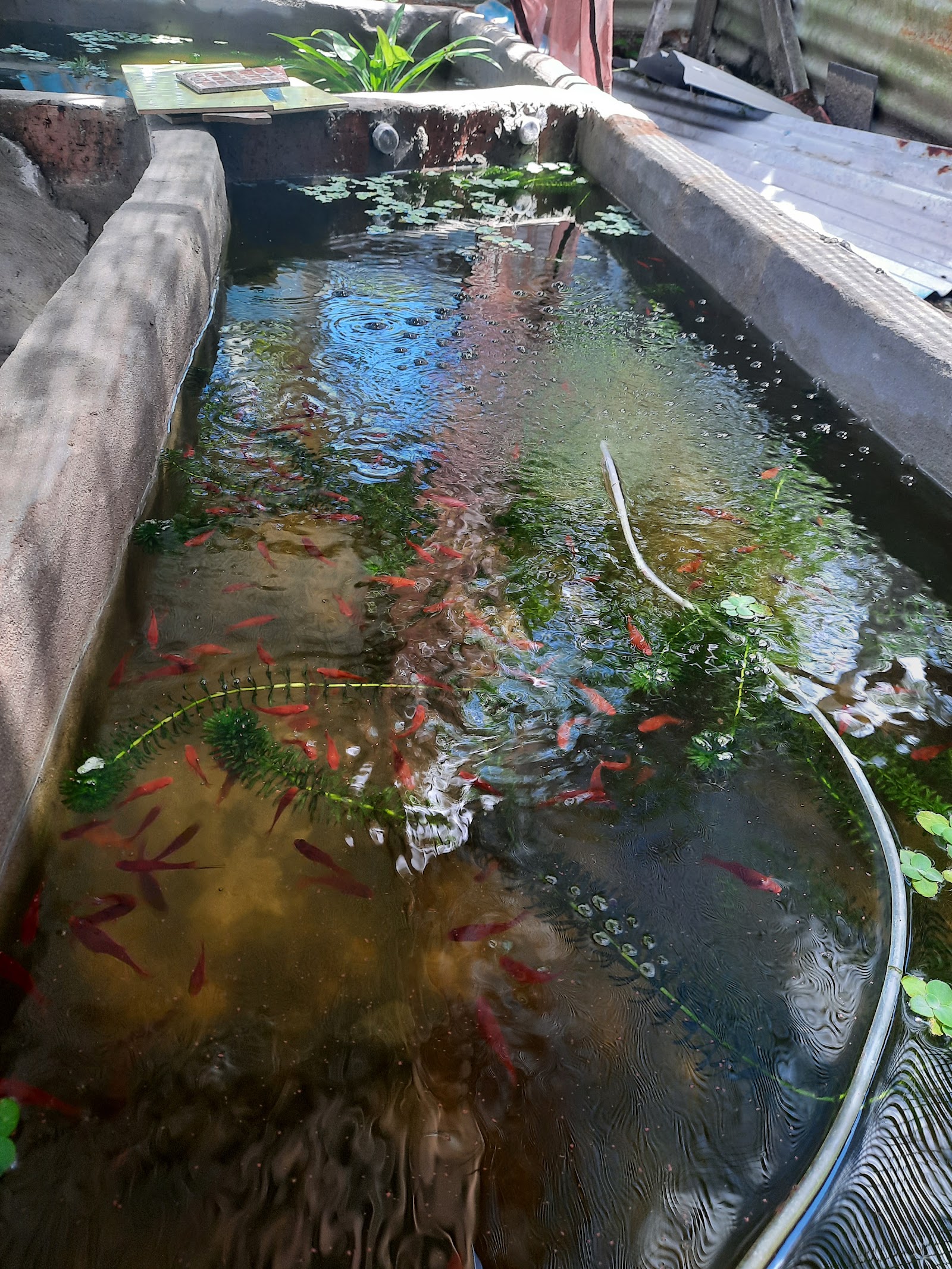 美里小鱼塘 (Miri Small Fish Pond), fishing pond in Miri, Sarawak (photo 2)