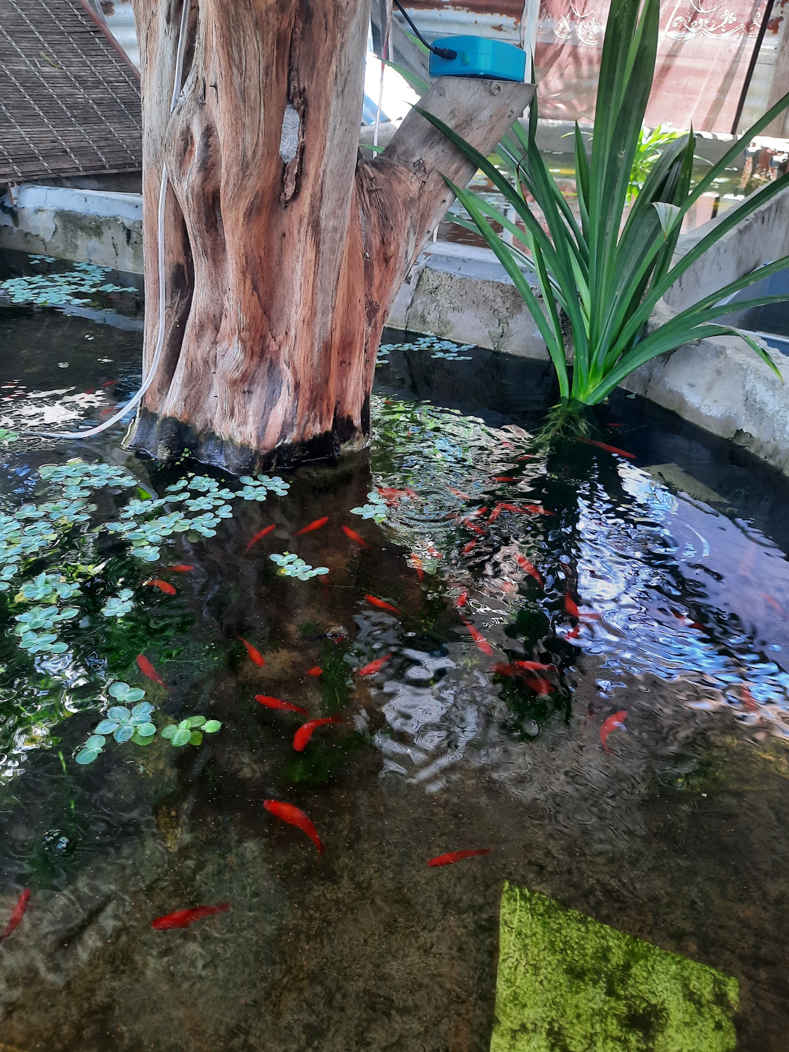 美里小鱼塘 (Miri Small Fish Pond), fishing pond in Miri, Sarawak (photo 3)