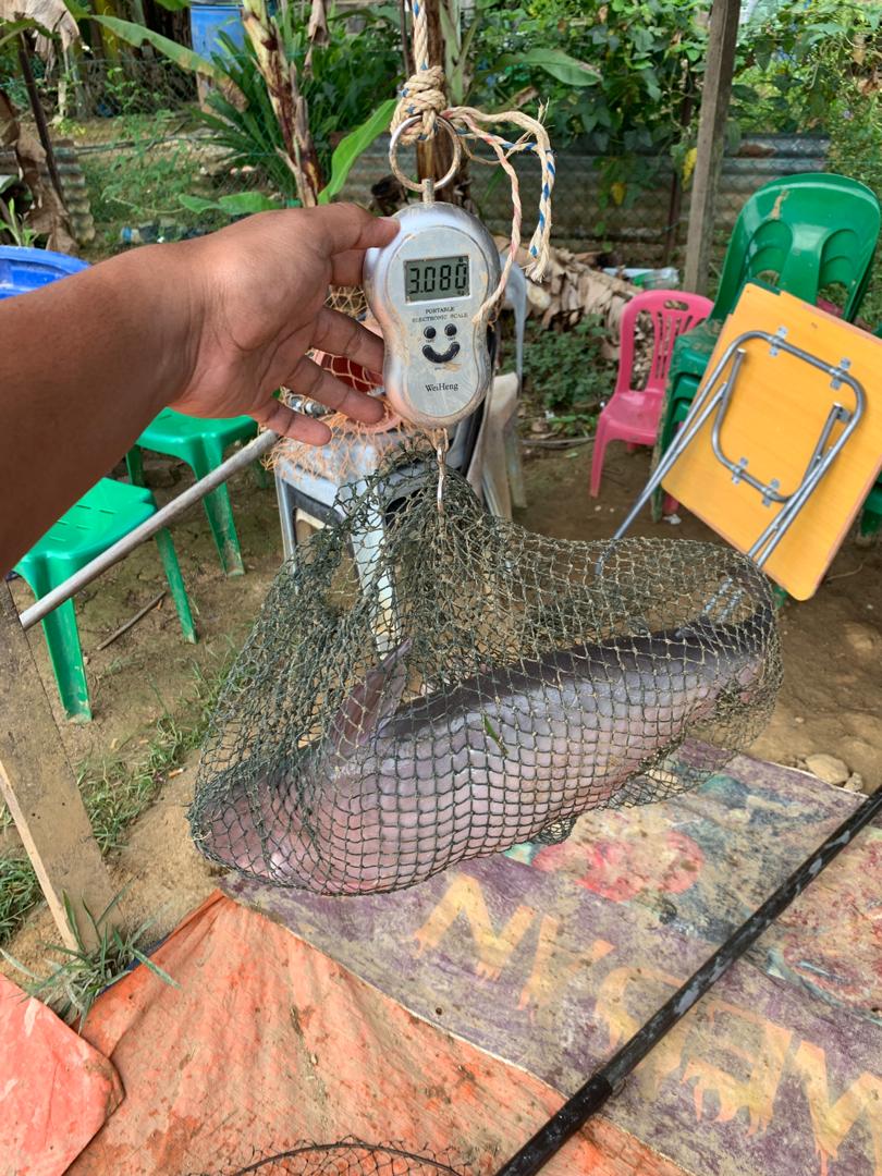 Kolam Pancing Muhibbah, kolam pancing di Miri, Sarawak (gambar 3)