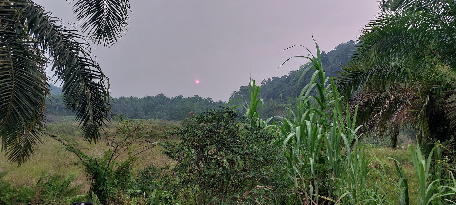 Bumimas Estate (Shin Yang Forestry Sdn. Bhd.), kolam pancing di Sarawak (gambar 2)
