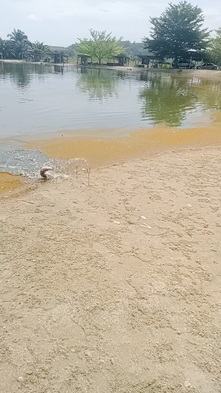 Kolam Pancing Ah Choong, fishing pond in Tronoh, Perak (photo 3)