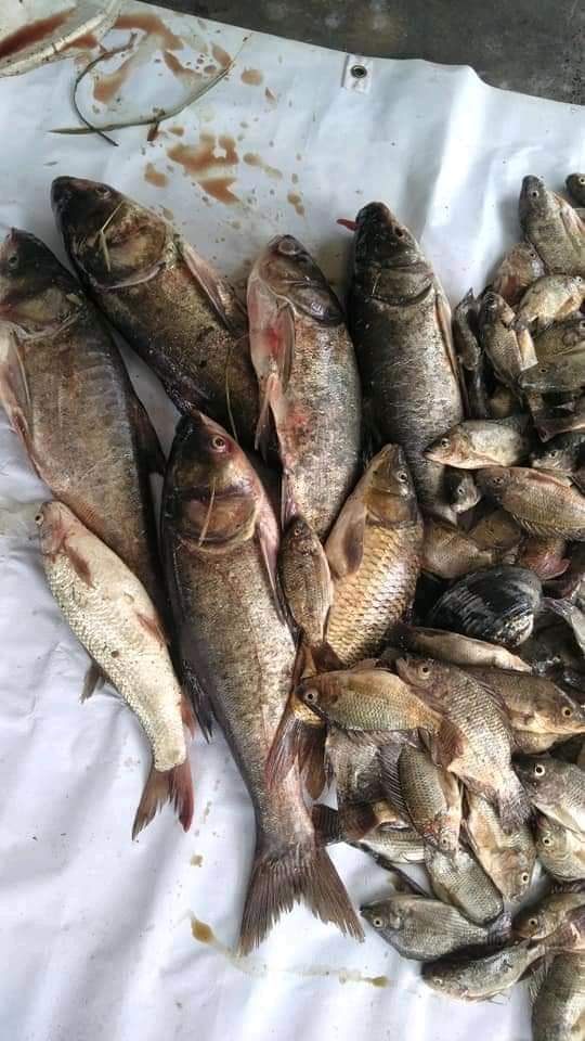 Kolam Pancing Koyak, fishing pond in Perak (photo 3)