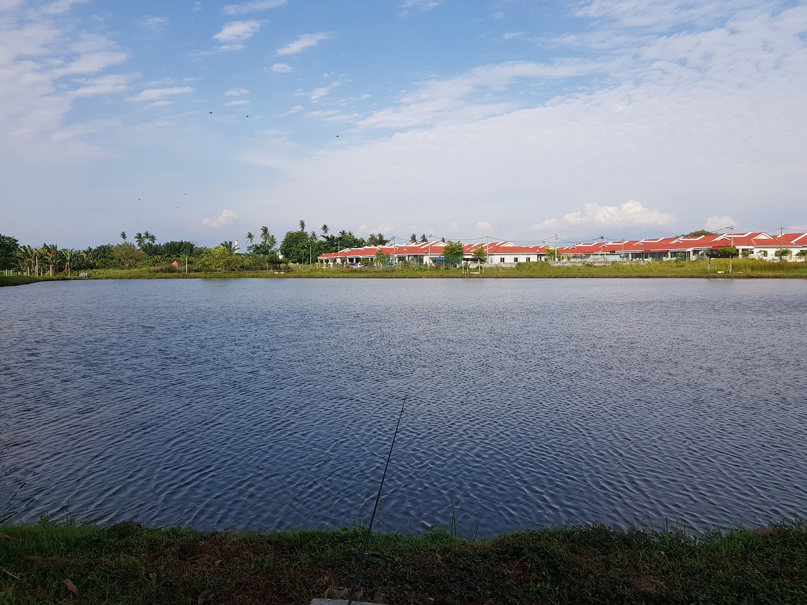 Kolam Pancing Kelimas Enterprise, fishing pond in Siputeh, Perak (photo 2)