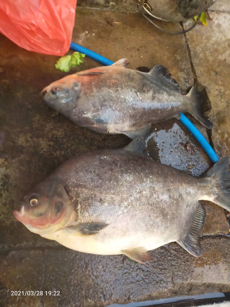 Kolam Pancing Papan Baru, kolam pancing di Ipoh, Perak (gambar 3)