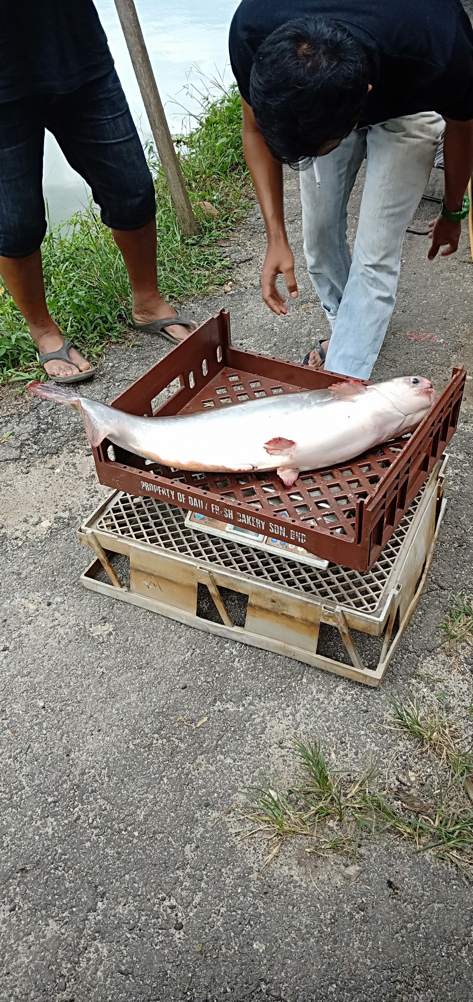 Kolam Pancing Atok, kolam pancing di Gopeng, Perak (gambar 3)