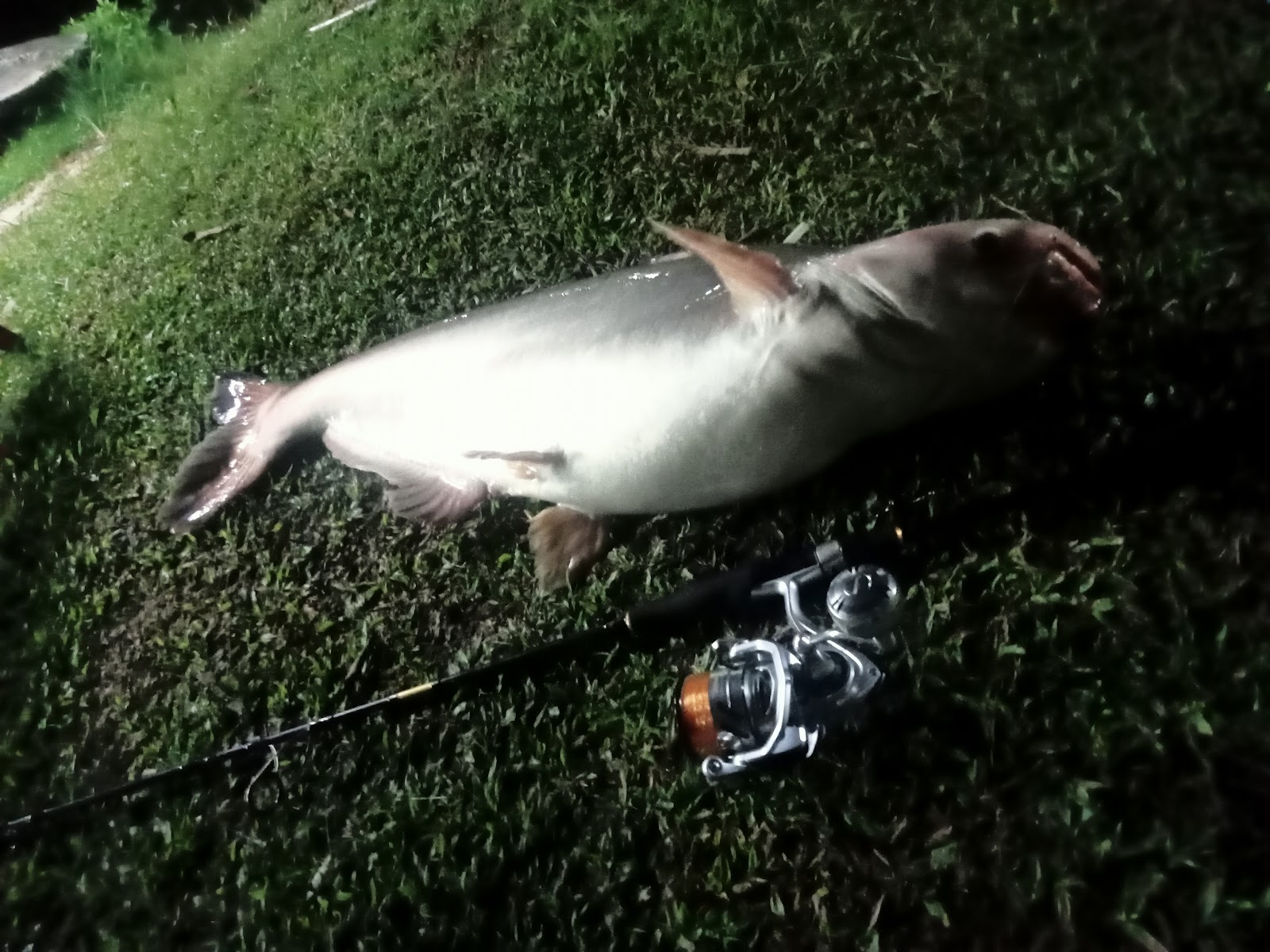 Kolam memancing falim, kolam pancing di Ipoh, Perak (gambar 2)