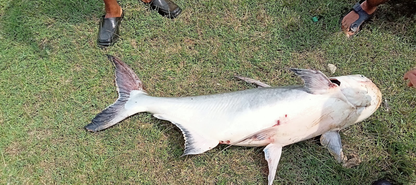 Kolam memancing falim, kolam pancing di Ipoh, Perak (gambar 3)