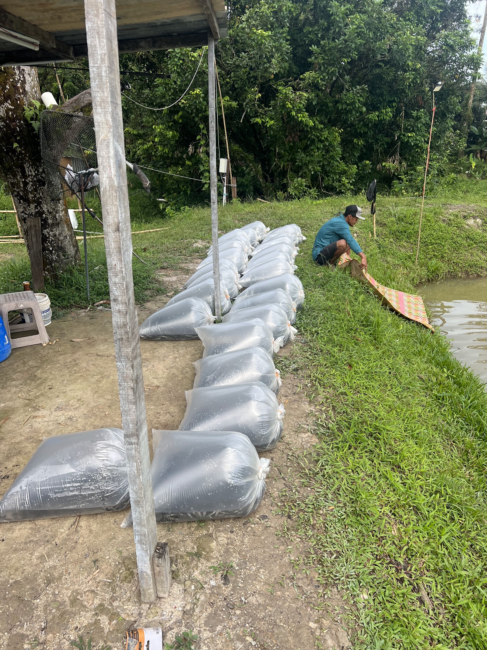 Kolam Pancing Air Tawar Mos D’Virgin River, kolam pancing di Slim River, Perak (gambar 2)