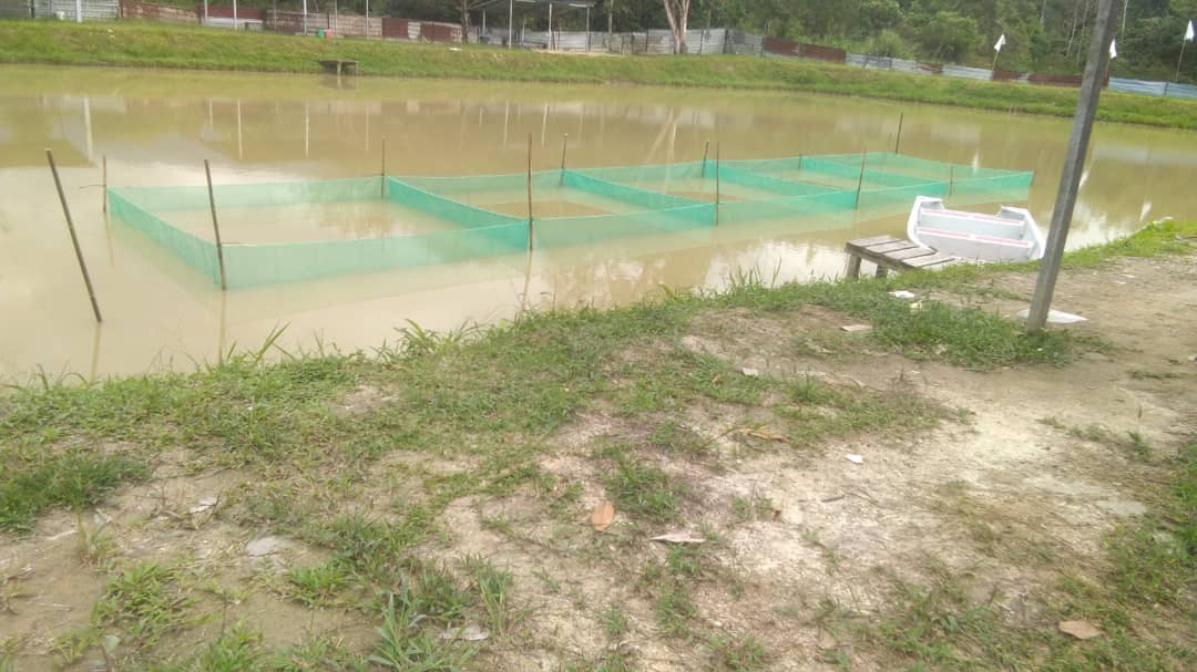 Kolam Pancing Air Tawar Mos D’Virgin River, kolam pancing di Slim River, Perak (gambar 3)