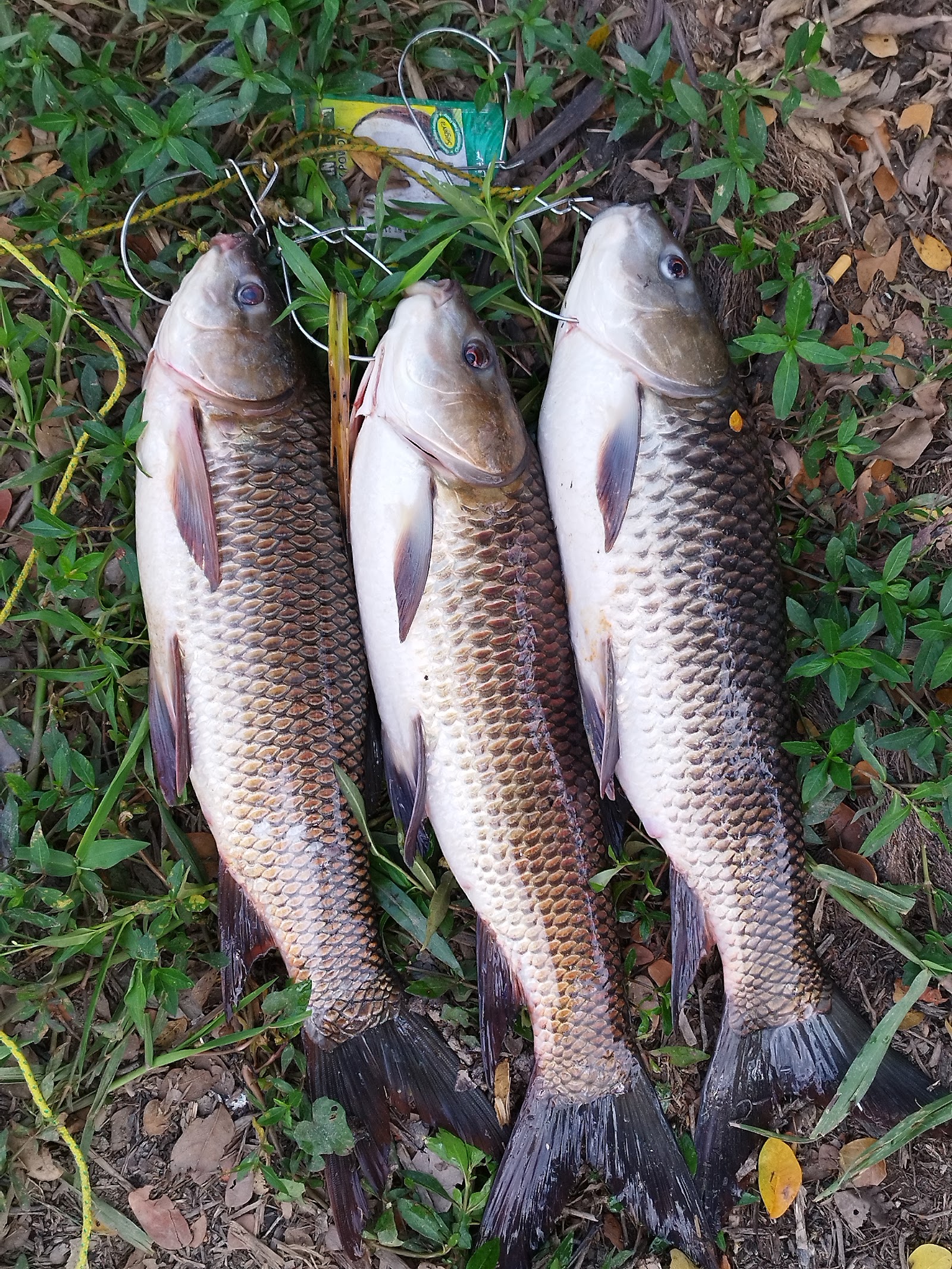 Kolam pancing makam teja, fishing pond in Malim Nawar, Perak (photo 2)