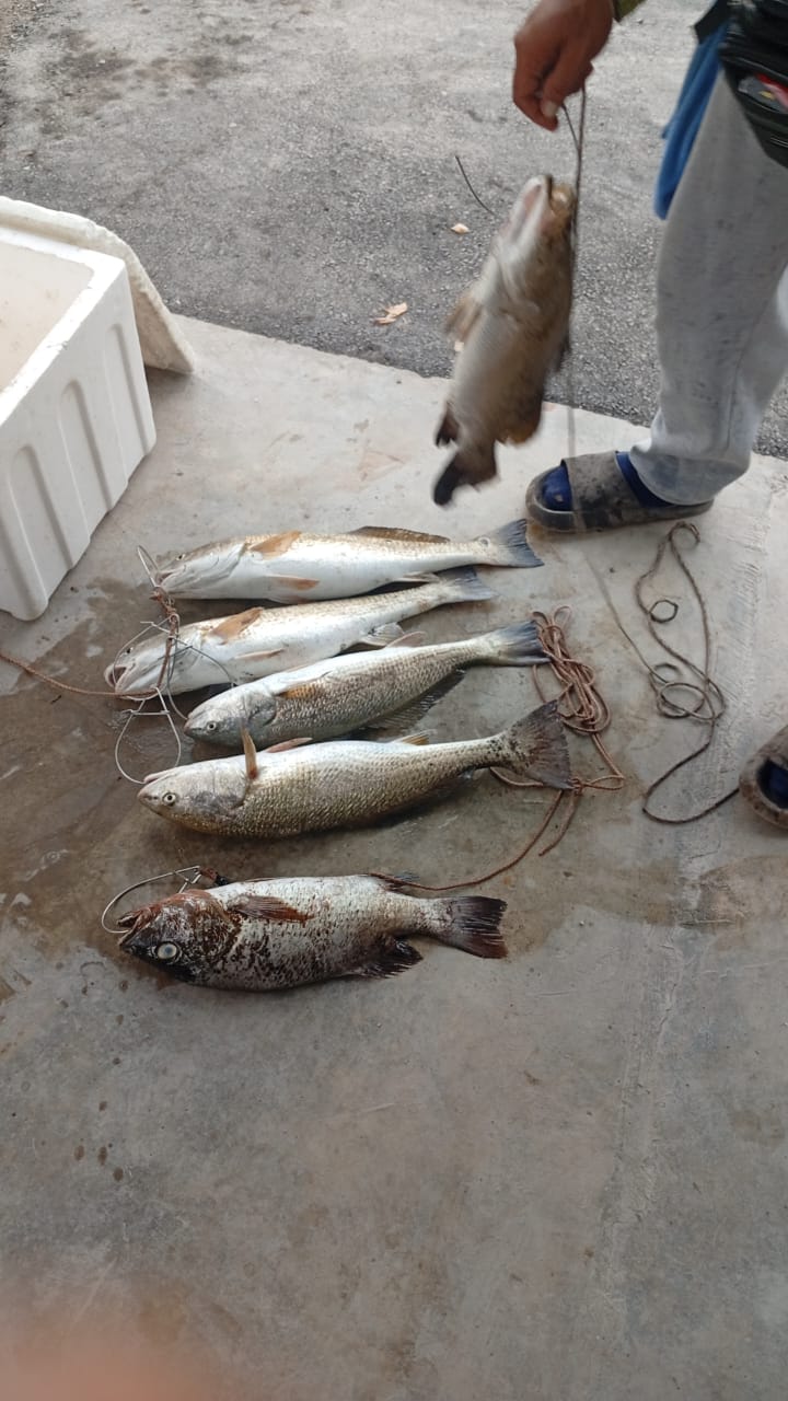 kolam memancing dpengkalan cikgumno, fishing pond in semanggol, Perak (photo 2)