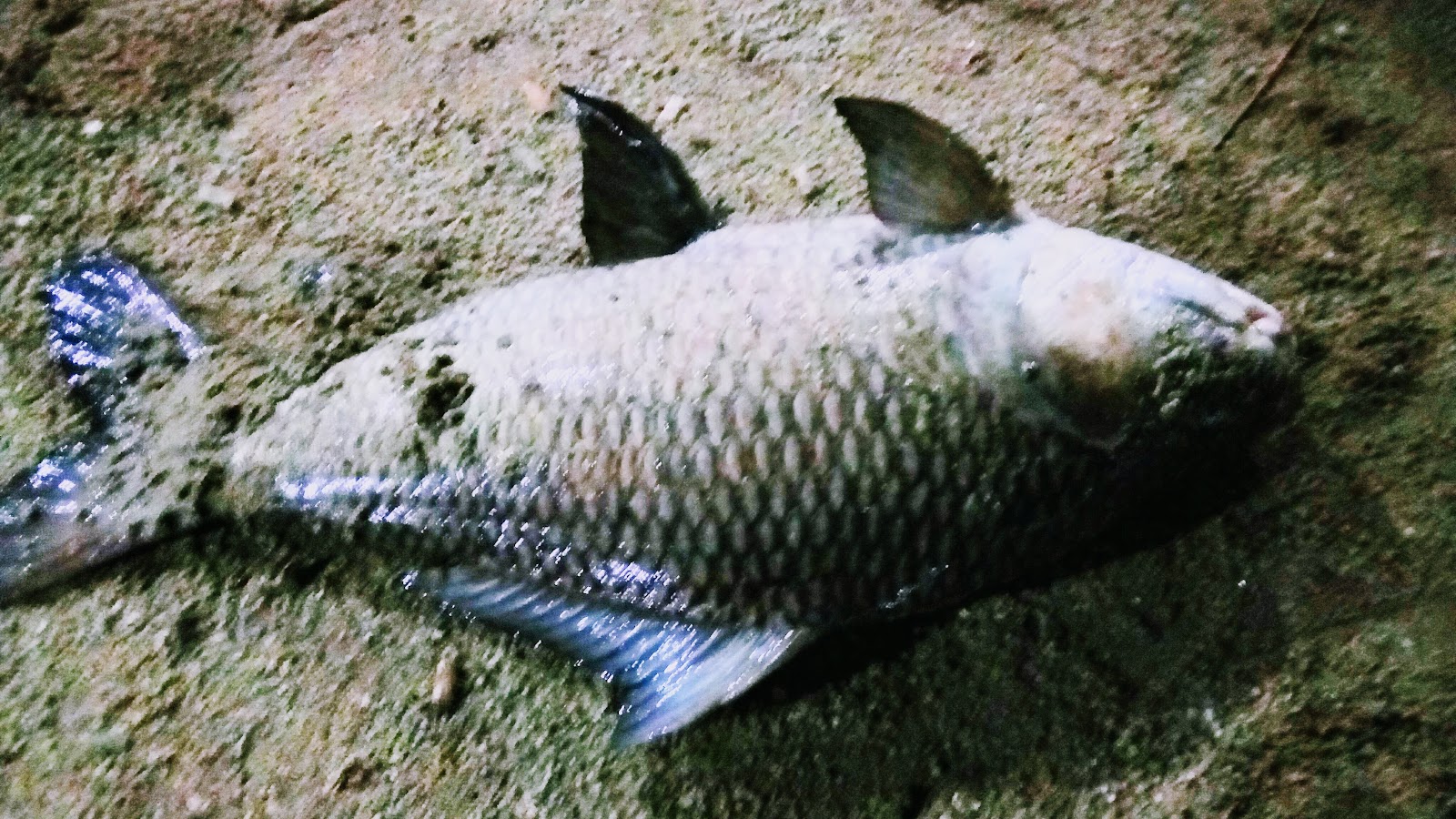 Kolam Pancing Doremon, kolam pancing di Teronoh, Perak (gambar 3)