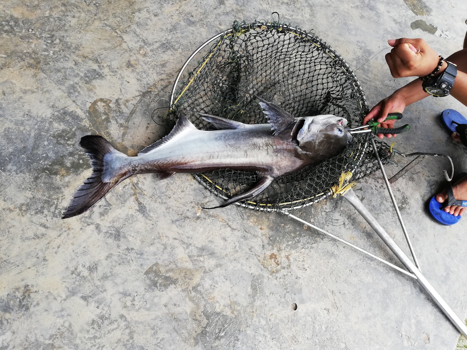 Senwell Fishing Park, kolam pancing di Kamunting, Perak (gambar 2)