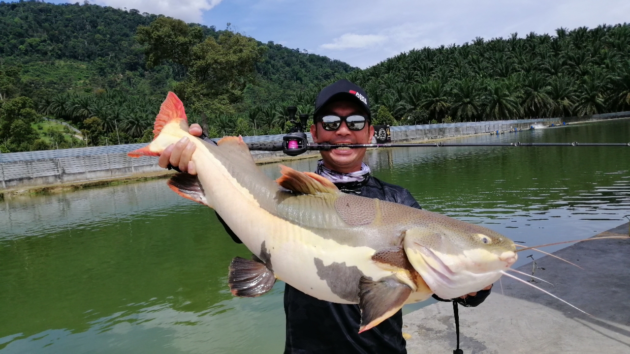 Senwell Fishing Park, kolam pancing di Kamunting, Perak (gambar 3)