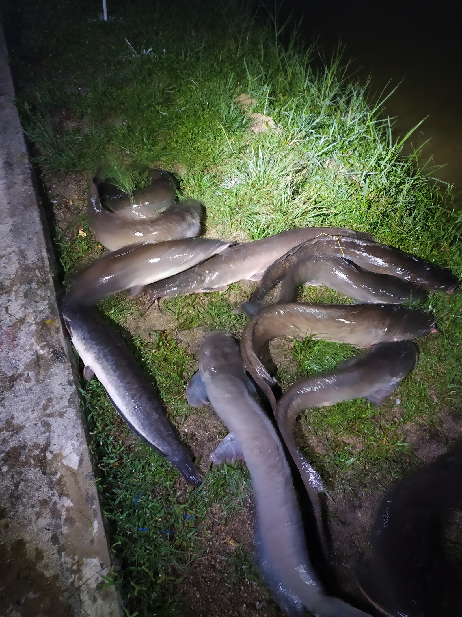 Rancak Fishing Resort, fishing pond in Kamunting, Perak (photo 2)