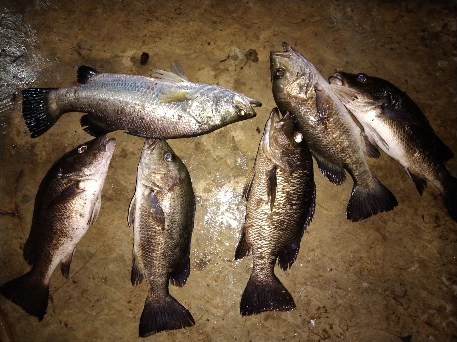 Kolam Pancing Alam Damai, fishing pond in Matang, Perak (photo 2)