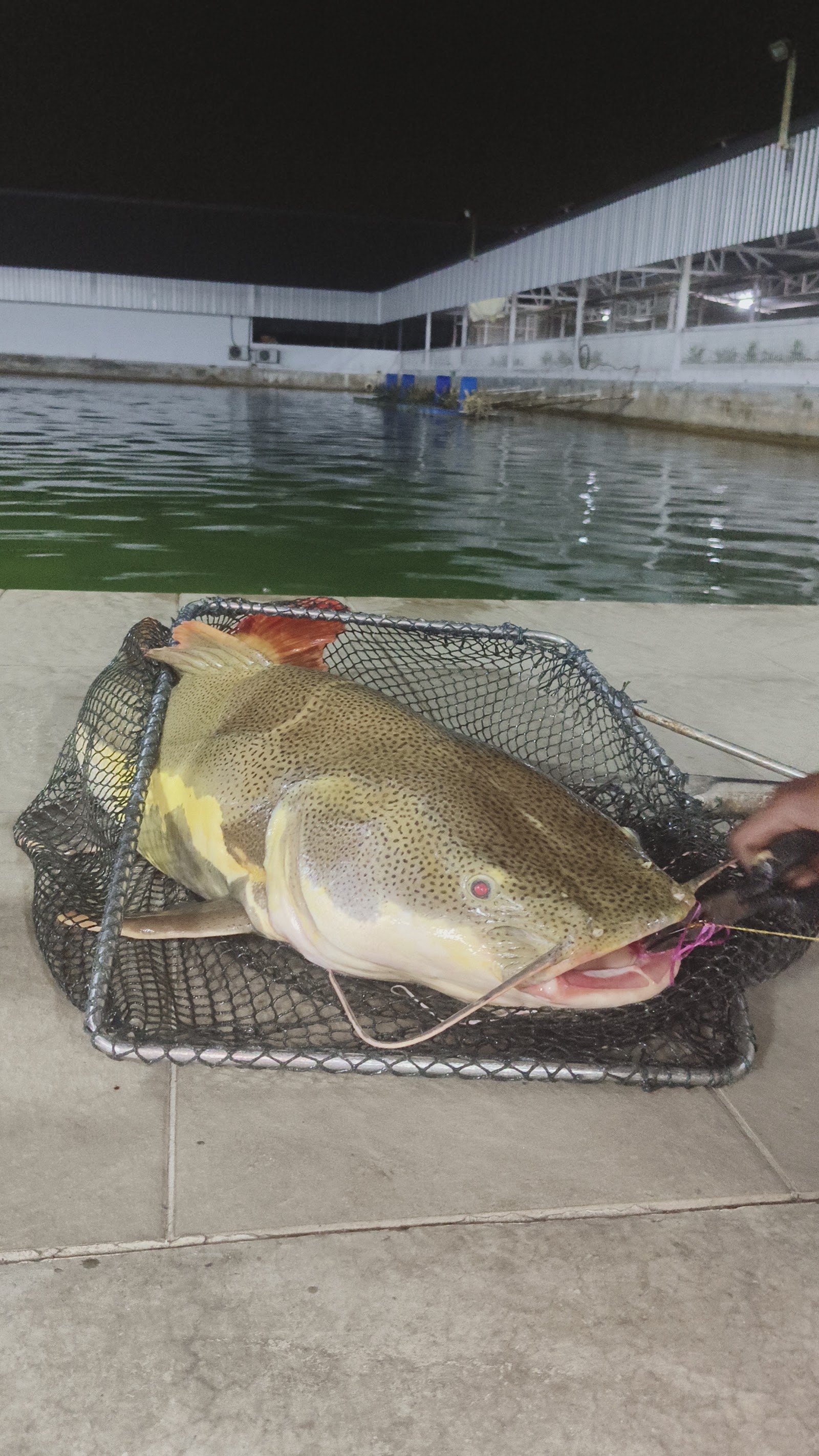 Natural Exotic Fish Fishing Pond ( WL ), kolam pancing di Tanjong Malim, Perak (gambar 3)
