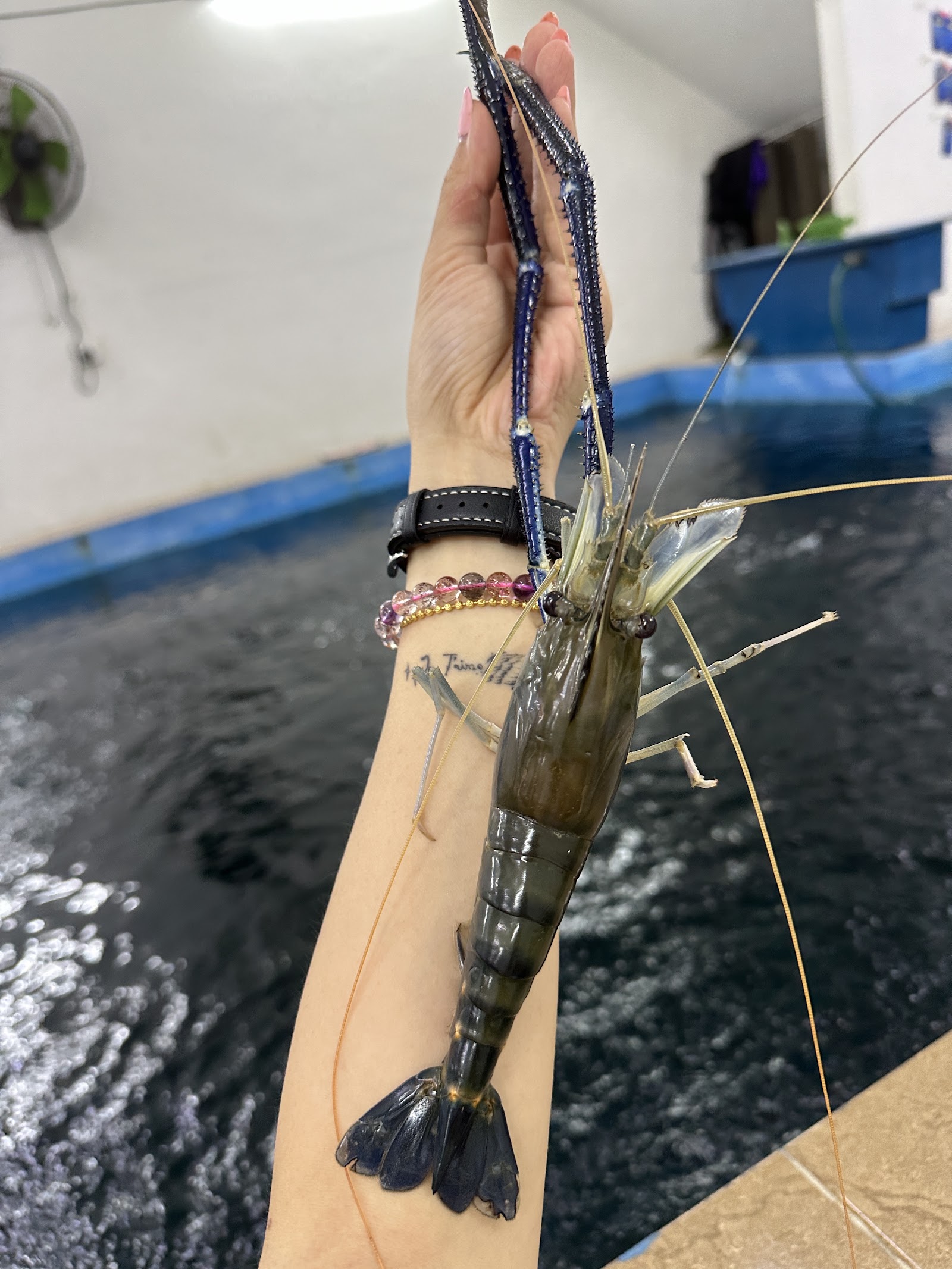 Kolam Pancing Udang Sungkai, kolam pancing di Sungkai, Perak (gambar 2)