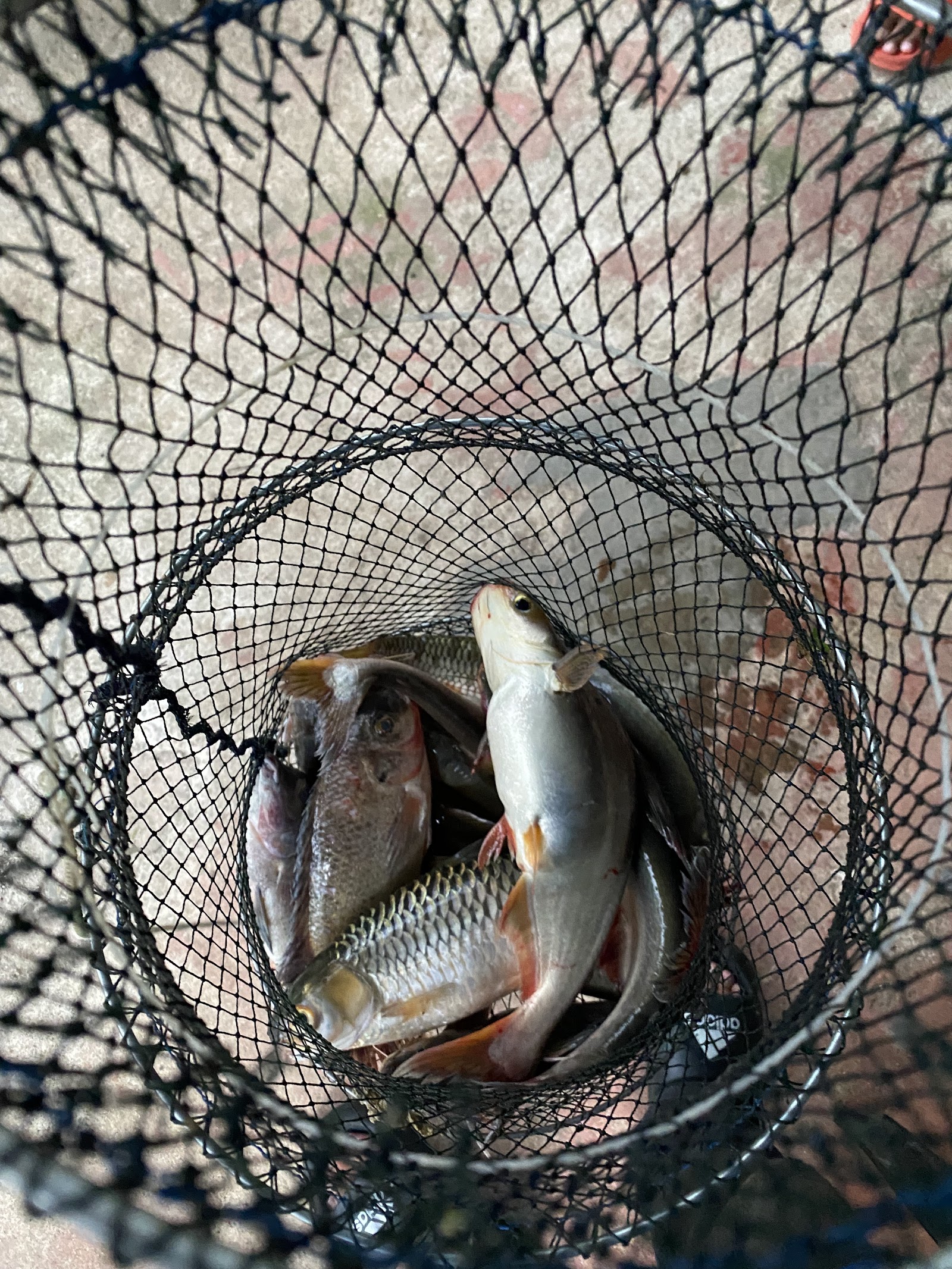 Kolam memancing batu6, fishing pond in Tapah, Perak (photo 2)
