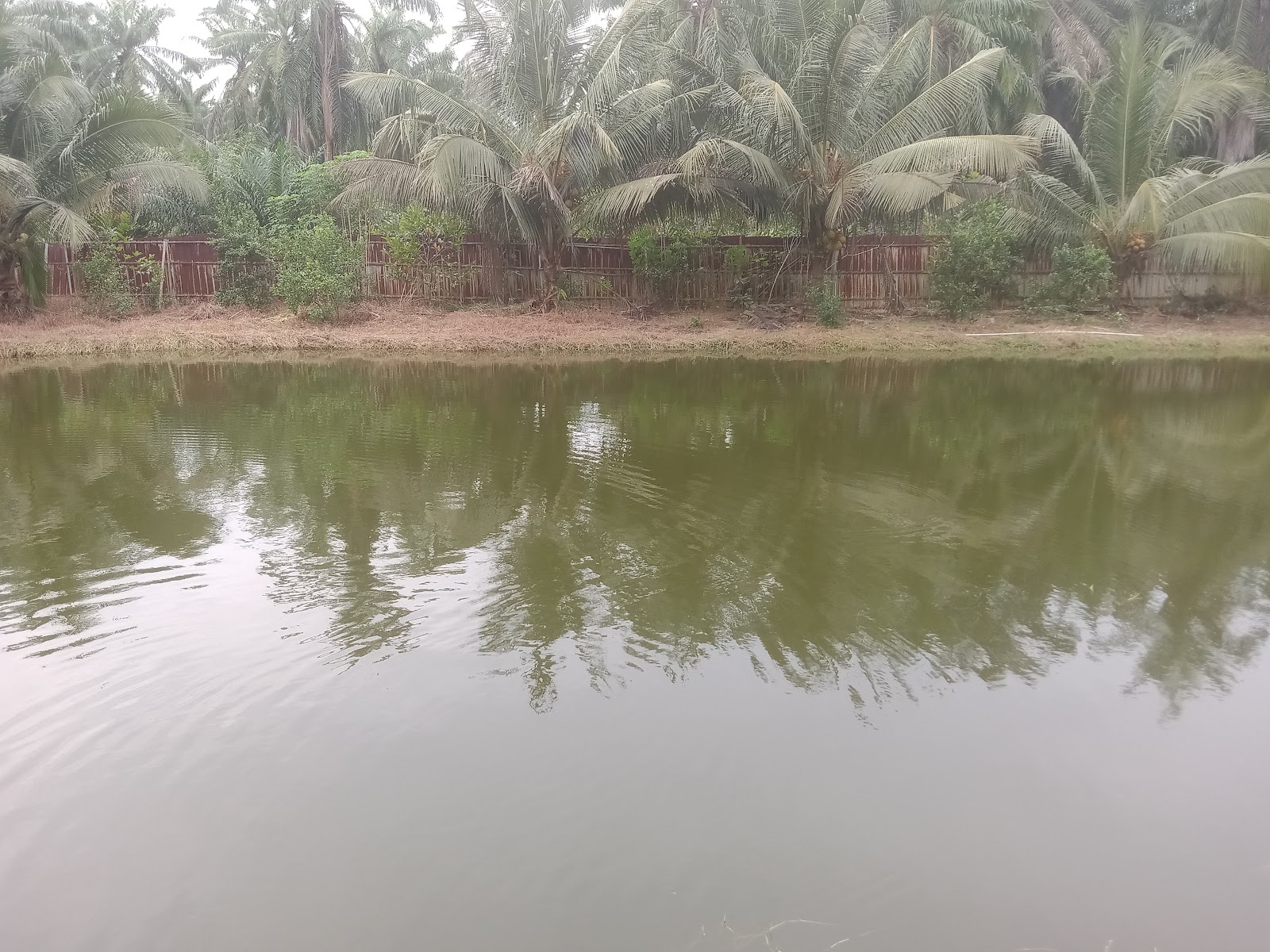 Kolam pancing sungai ramai enterprise, fishing pond in Ayer Tawar, Perak (photo 2)