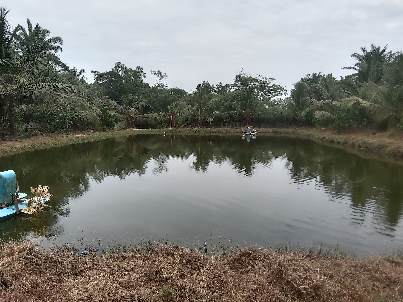 Kolam pancing sungai ramai enterprise, fishing pond in Ayer Tawar, Perak (photo 3)
