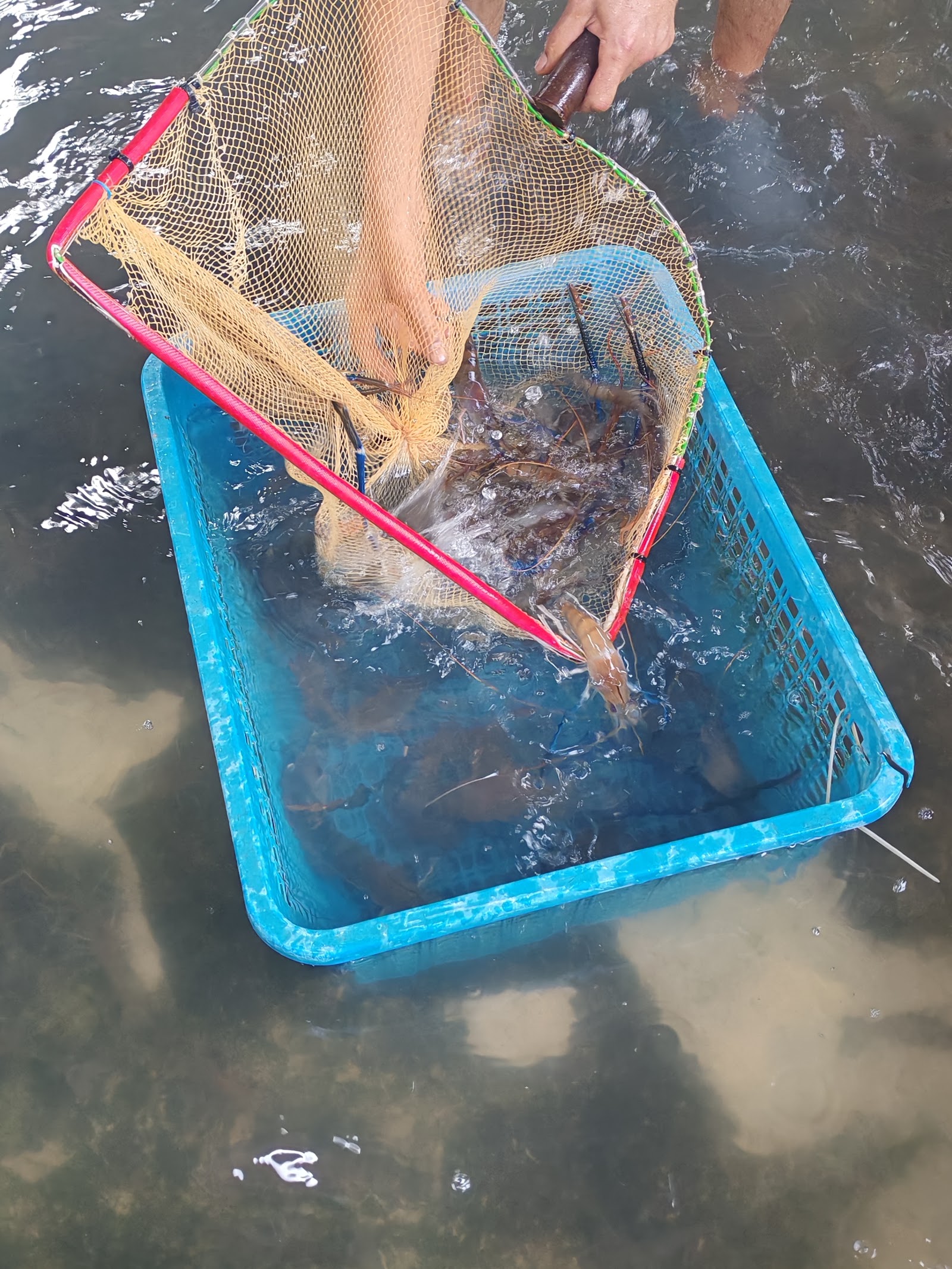 Kolam pancing Kolam Pancing Udang Galah Anuar Dowak (Joint Management)