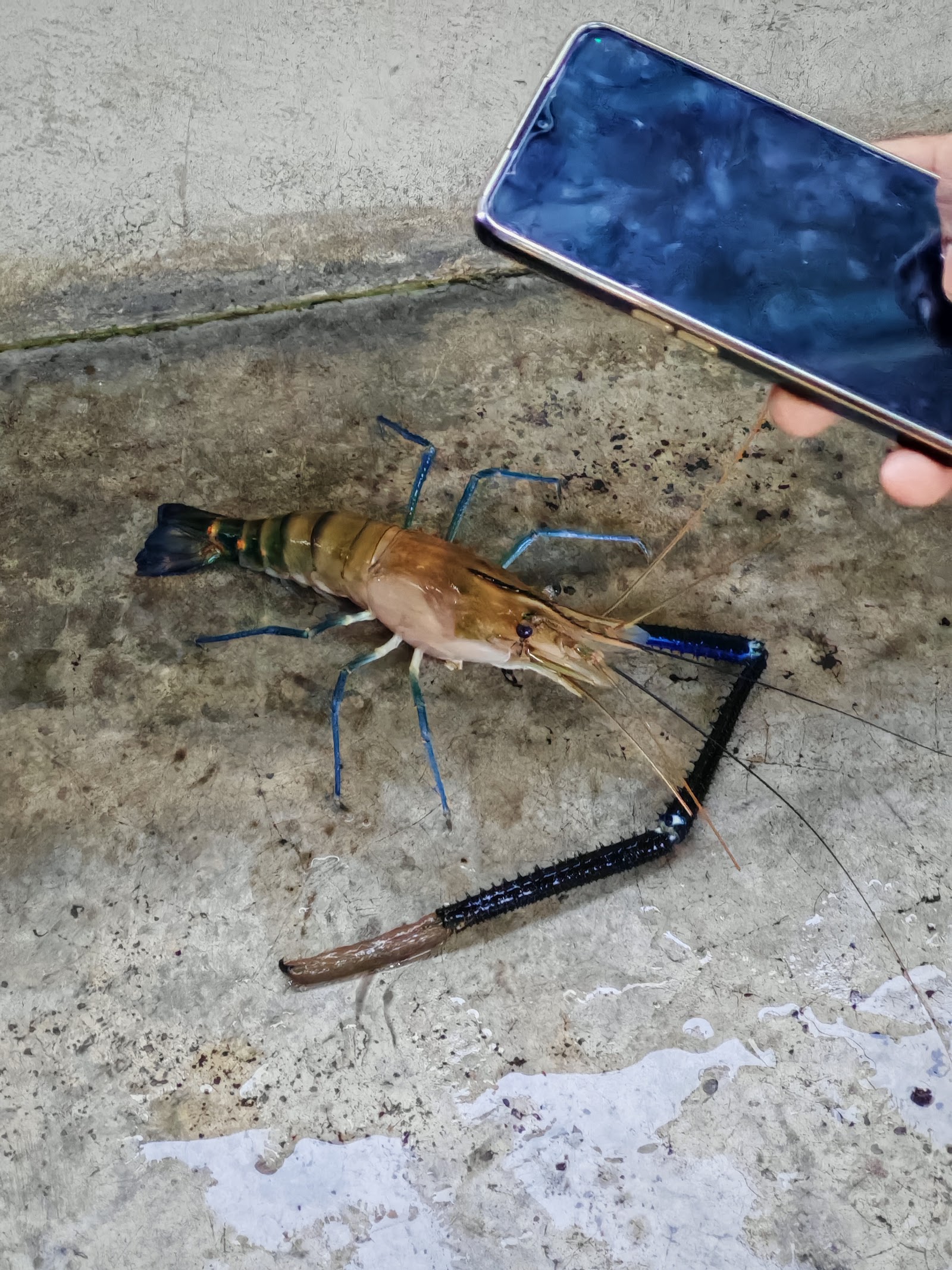 Kolam Pancing Udang Galah Anuar Dowak (Joint Management), kolam pancing di Teluk Intan, Perak (gambar 3)