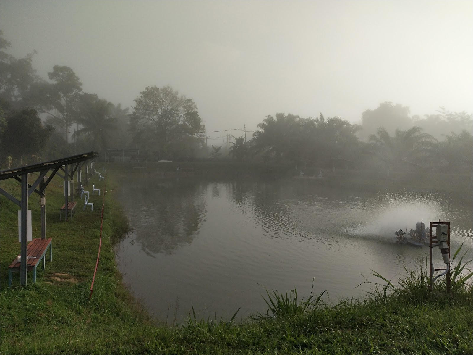 Kolam pancing udang galah al rashid, kolam pancing di Slim River, Perak (gambar 3)