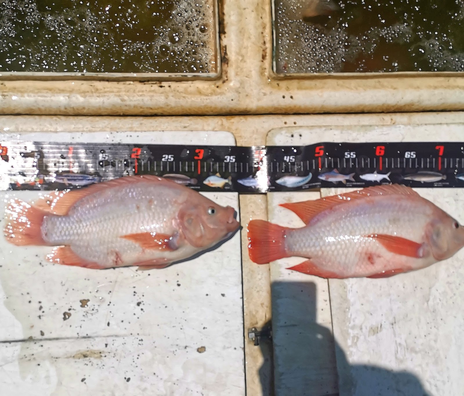 大自然钓鱼场Nature Fishing Pond, kolam pancing di Sungai Siput, Perak (gambar 3)